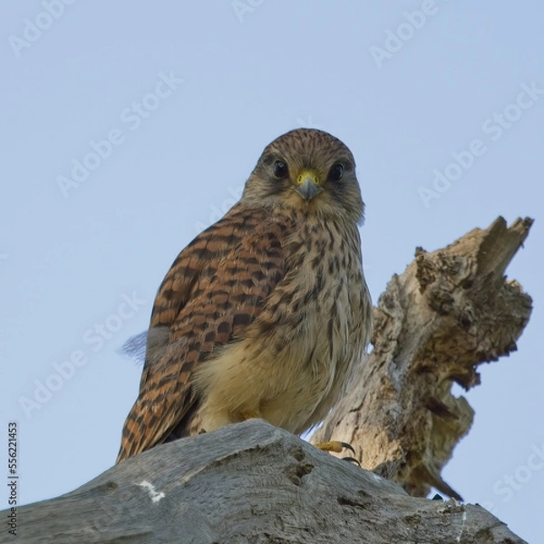 Fototapeta Kestrel