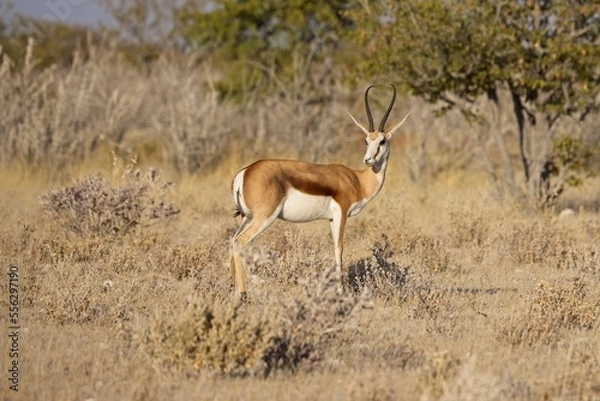 Fototapeta A close up of a watchful springbok taken at sunrise in the Etosha national Park in Namibia