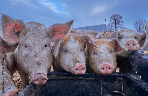 Fototapeta Free range pigs in snow