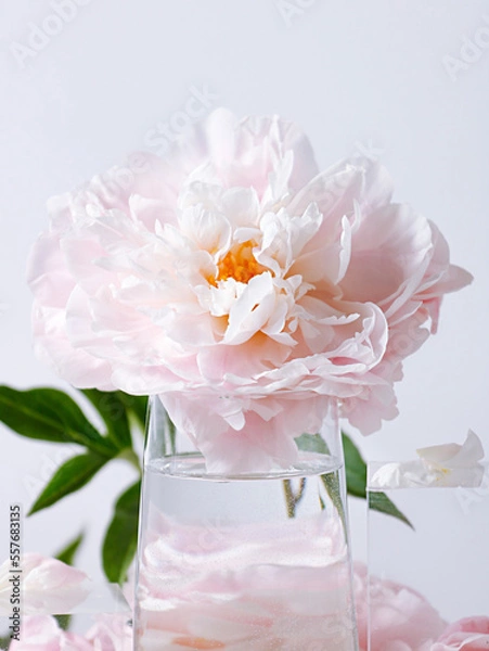 Obraz pink flower peony