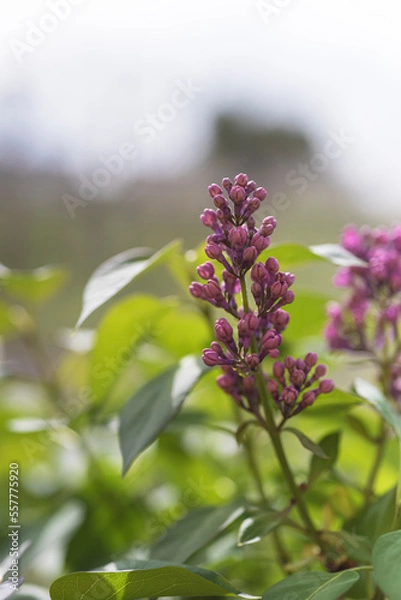 Fototapeta image of wild flowers with green background