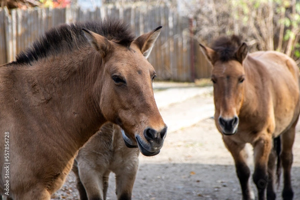 Fototapeta Przewalski's horse. Brown horses portrait. Animal face in profile.