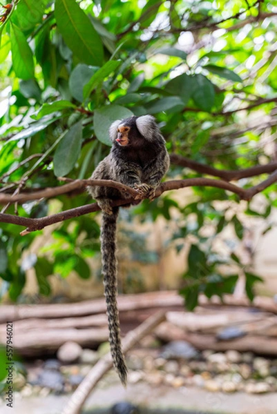 Fototapeta A common marmoset (Callithrix jacchus) sits on a branch