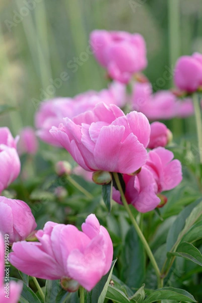 Fototapeta Side view of a blooming bush of delicate pink peonies 