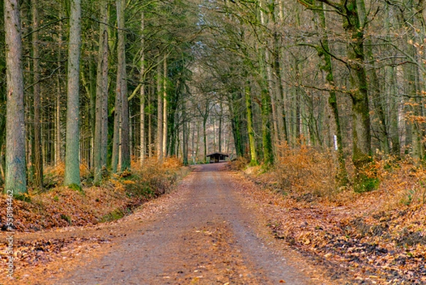 Fototapeta Walking in the forest near Frankfurt during the winter months with blue vibes. The forest during the winter in Germany