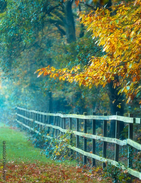 Fototapeta autumn in the garden