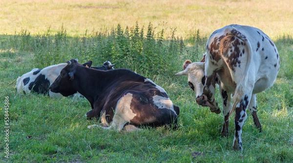 Fototapeta Vaches normandes pâturant à Yvetot, Normandie, France