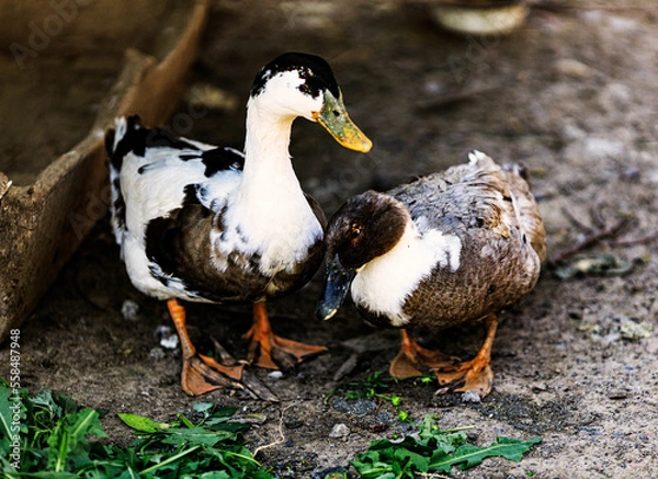 Fototapeta domestic ducks drake village poultry