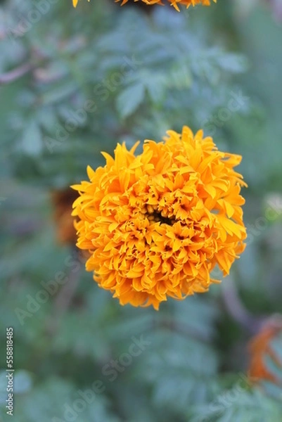 Fototapeta yellow flower in the garden