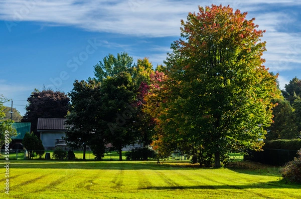 Fototapeta Sidelit view of a freshly mowed park lawn in the autumn morning sun.