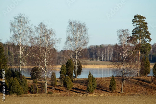 Fototapeta landscape with trees