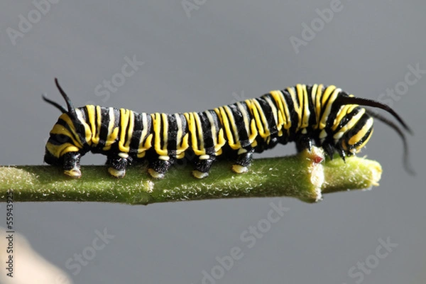 Fototapeta TIERE_1741_Schmetterling_Monarchfalter