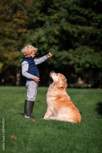 Obraz Little boy playing and training golden retriever dog in the field in summer day together. Cute child with doggy pet portrait at nature