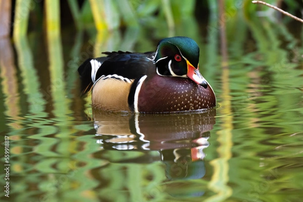 Fototapeta Male Wood Duck on pond with beautiful reflection.