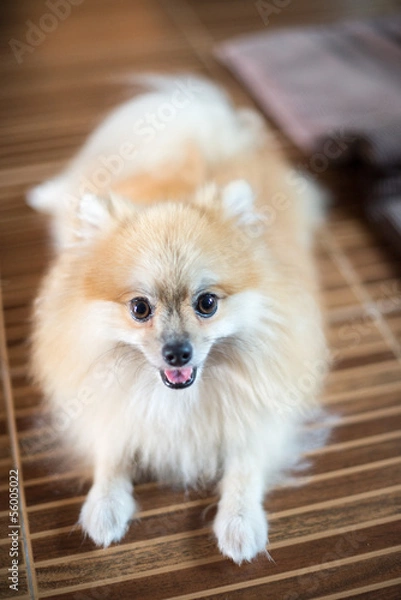 Obraz Pomeranian in home