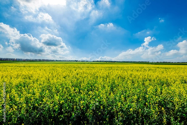 Fototapeta Yellow rape flowers fields natural scenery in Xinjiang, China.