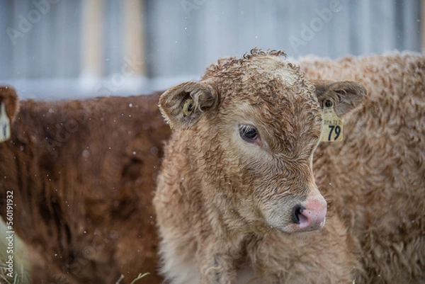 Fototapeta Close up on a young simmental calf