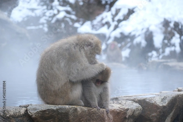 Fototapeta Japanese macaque, snow monkey in the snow hot spring, Jan 2023