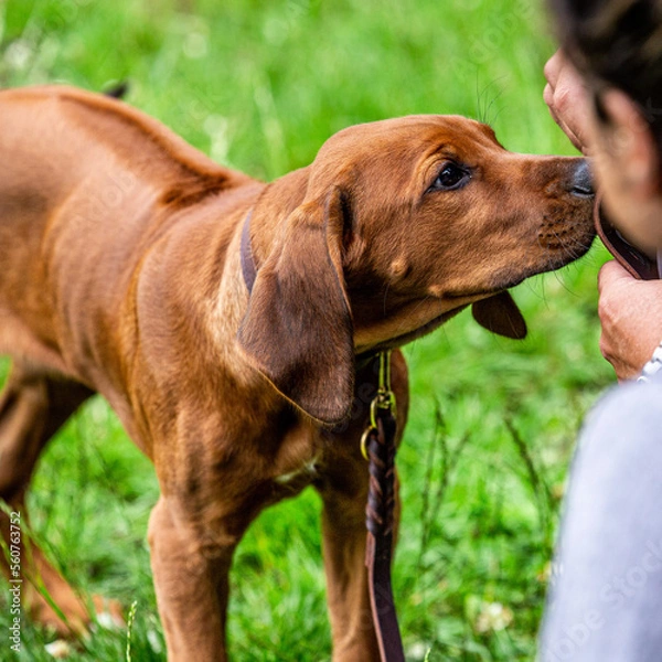 Fototapeta Puppy training