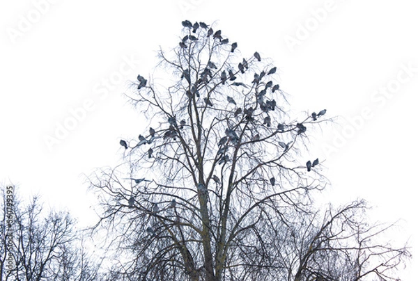 Obraz A flock of pigeons is sitting on a tree isolated on a white background