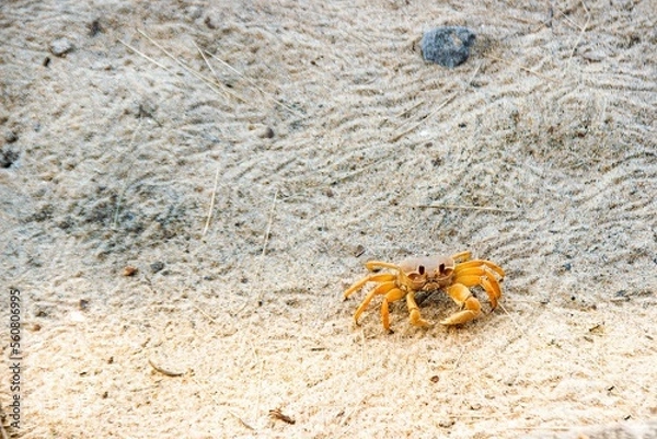 Fototapeta small crab on the sand of madagascar