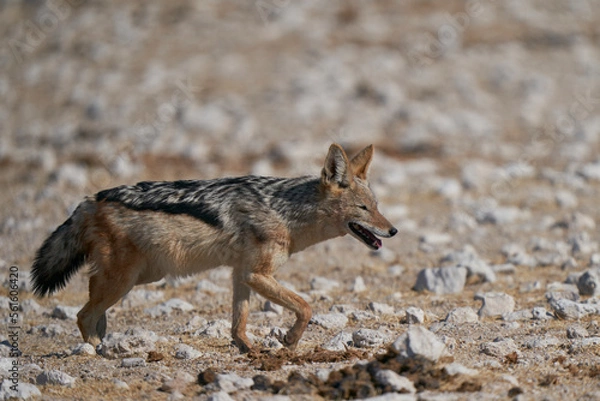 Fototapeta Black-backed Jackal (Canis mesomelas) approaching a waterhole in Etosha National Park, Namibia