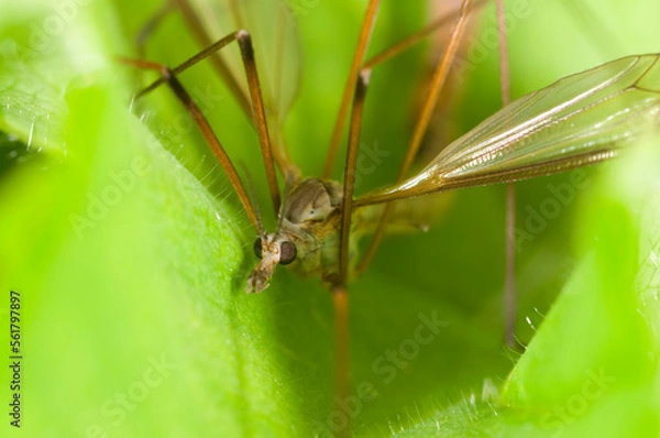 Fototapeta Extreme close up of a Crane fly on leaf, Tipulidae species.  This one is in the process of mating.