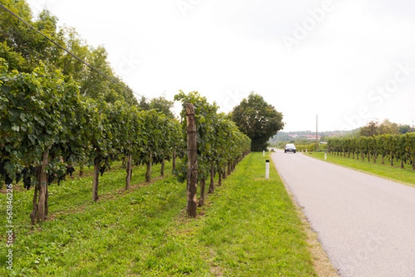 Fototapeta road in the gorizian vineyards