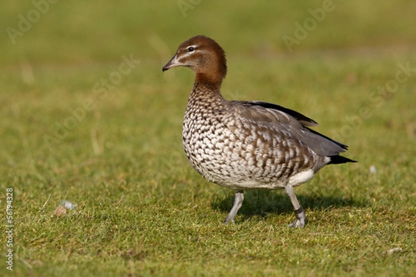 Fototapeta Australian wood duck or maned duck, Chenonetta jubata,