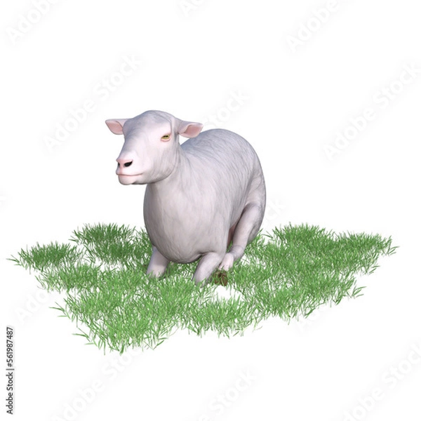 Fototapeta Sheep isolated 3d rendering