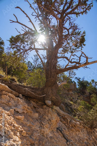 Fototapeta Tree growing on a hillside