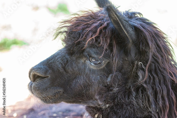 Fototapeta Portrait of a black alpaca on a sunny day.