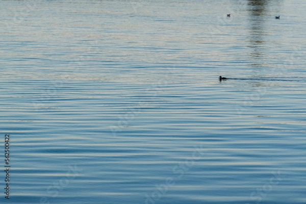 Fototapeta imagen de un pato en el agua