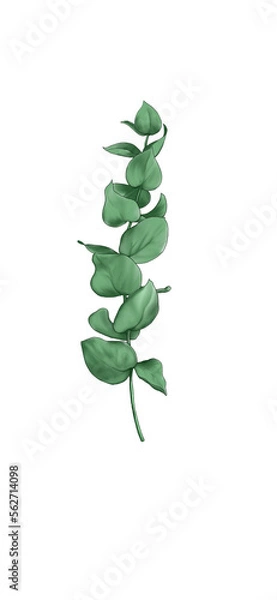 Fototapeta plant isolated on white background