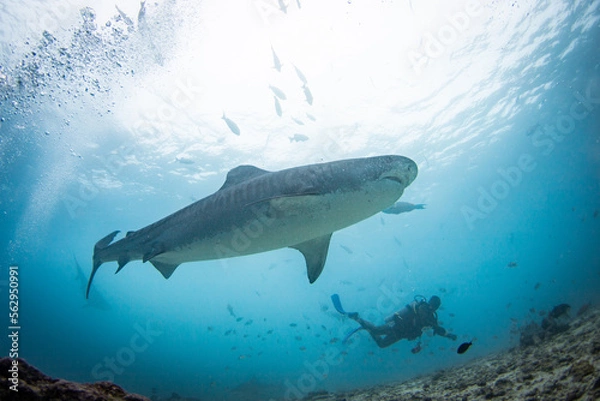 Fototapeta a scuba diver feed a very big tiger shark. concept of travel and diving tools. love for nature and oceans. Shark Diving