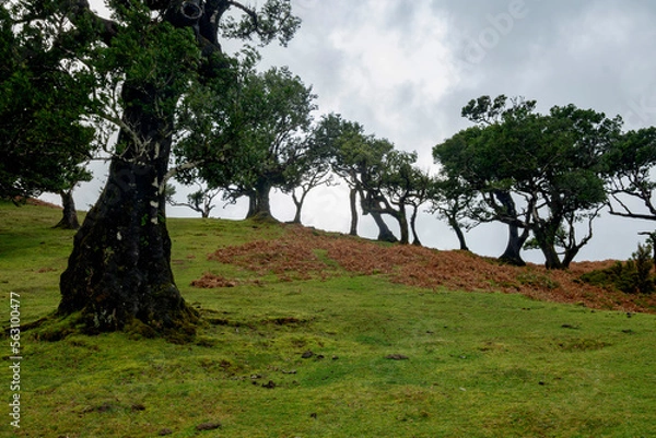 Fototapeta Fanal Forest, part of an ancient forest of ancient lime trees (Ocotea foetens) on Madeira Island.