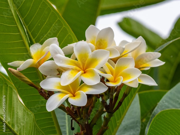 Fototapeta White and yellow frangipani flowers on the tree in light rain