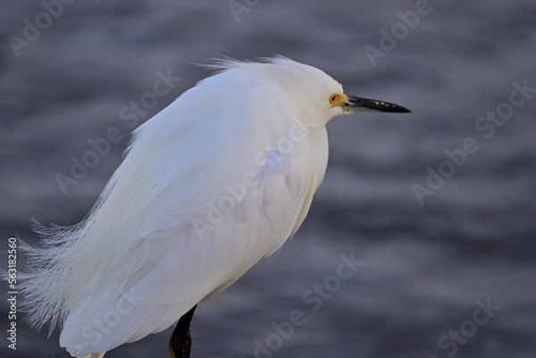 Fototapeta A grumpy snowy egret