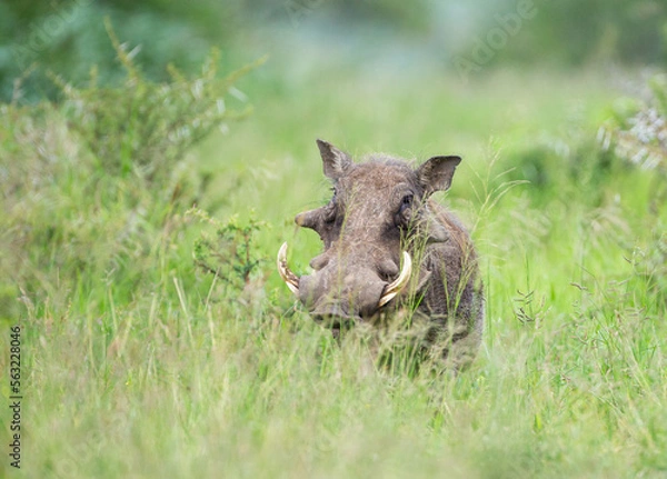 Fototapeta Africa Warthog walking through the green grass of the Hluhluwe-umfolozi National Park, South Africa	