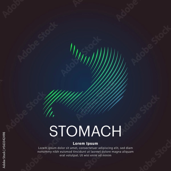 Fototapeta Human stomach medical structure. Creative simple line art Vector logo stomach silhouette on a dark background. stomach care logo vector design. EPS 10