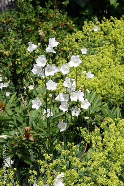 Fototapeta Campanula persicifolia