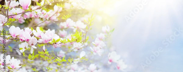 Fototapeta Blooming magnolia tree. Spring flowers.