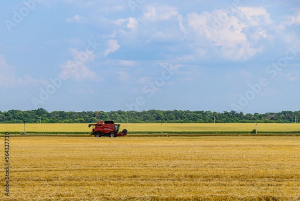 Fototapeta Combine harvester working at the wheat field. Agricultural concept