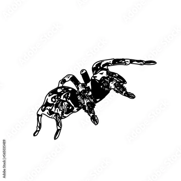 Fototapeta black and white sketch of spider with a transparent background