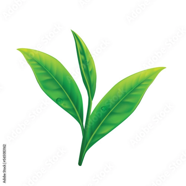 Fototapeta Realistic green tea leaves background for advertising poster. Vector illustration