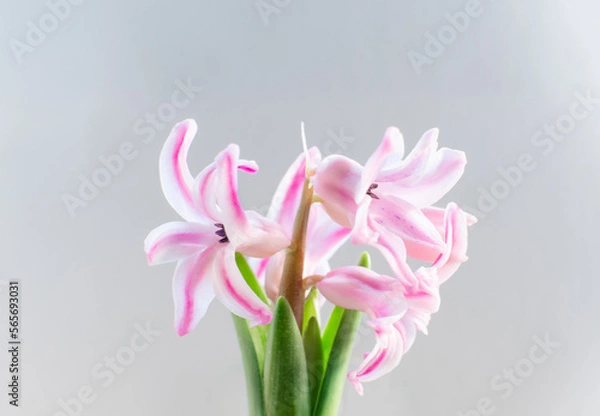 Fototapeta Hyacinth bulb with flowers in bloom