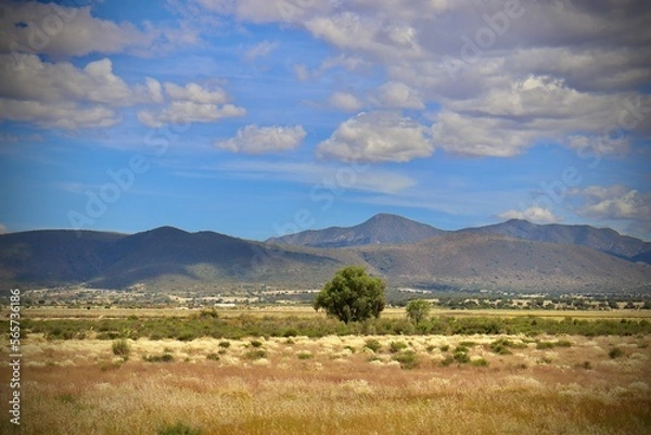 Fototapeta paisaje de árbol con montañas detrás 