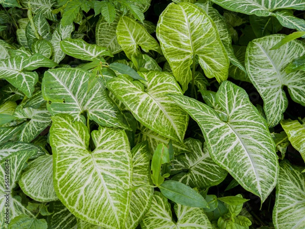 Fototapeta Syngonium podophyllum is an easy-to-maintain ornamental plant, this plant also grows in the tropics 