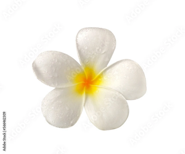 Fototapeta Tropical flowers frangipani (plumeria) isolated on transparent png