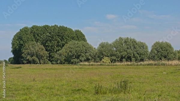 Fototapeta Sunny meadow with trees in Kalkense meersen nature reserve, Flanders, Belgium